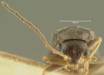 Media type: image;   Entomology 3389 Aspect: head frontal view